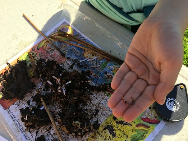 Compost and Decomposers (Gr. 4–6)